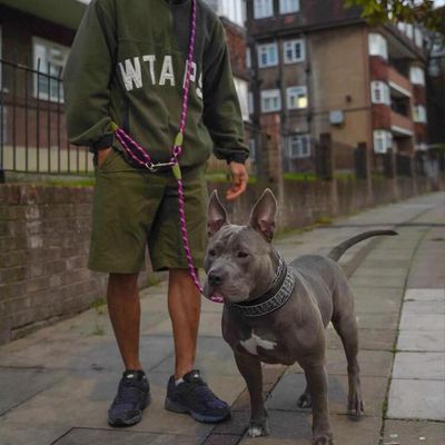 UAMLY Laisse pour mains libres réfléchissantes pour chien