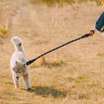 Petopia Laisse pour chien