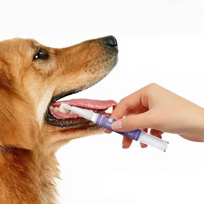 Petopia Gel de réparation buccale pour animaux de compagnie