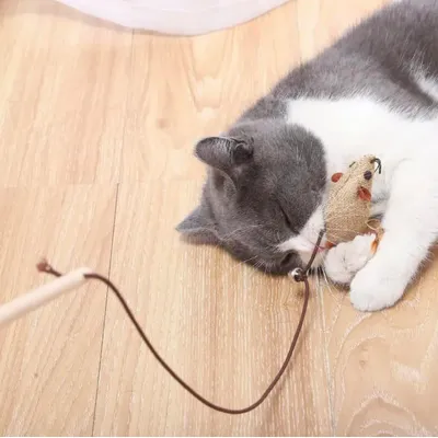 UAMLY Coffret cadeau de jouets pour chat avec canne à plumes
