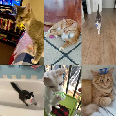 UAMLY Jouets pour chats Pet Wide Colorful Springs