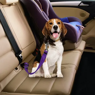 Petopia Laisse ceinture de sécurité pour chien et chat