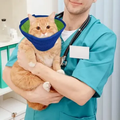 Petopia Collier anti-morsures et anti-griffures