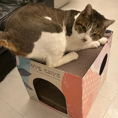 UAMLY Tapis griffoir pour chat en carton ondulé