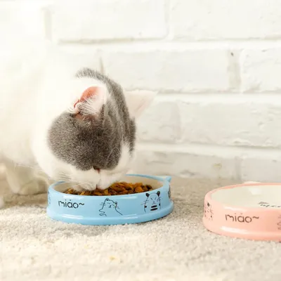 UAMLY Gamelle peu profonde pour chat, céramique