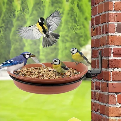 Petopia Baignoire et mangeoire pour oiseaux