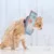 UAMLY Collier de convalescence souple pour chat