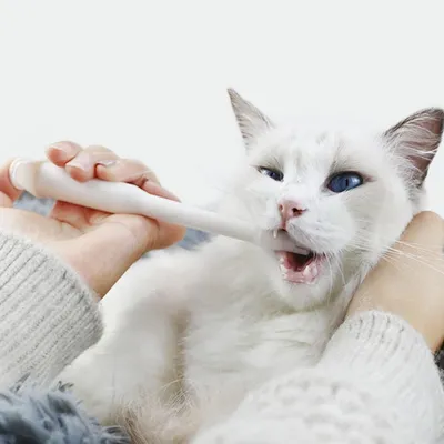 Petopia Distributeur de médicaments pour animal de compagnie Petopia Distributeur de médicaments pour animal de compagnie