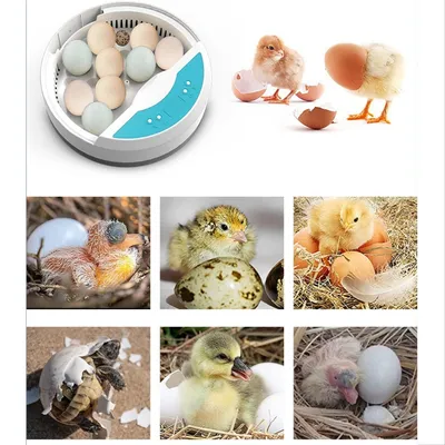 Petopia Incubateur d'œufs mini