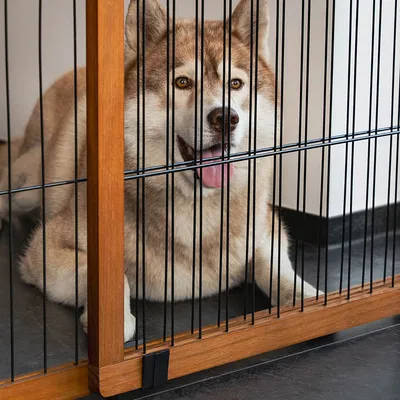 lionto barrière de sécurité pour chien extensible, bois et métal