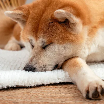 lionto Wendedecke für Hunde, weich, waschbar und wärmeisolierend