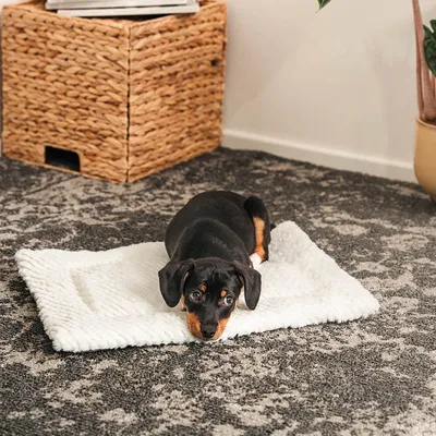lionto couverture pour chien réversible, lavable et isolante