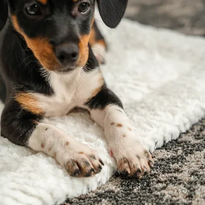 lionto couverture pour chien réversible, lavable et isolante