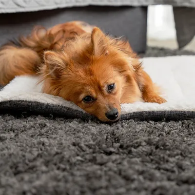 lionto couverture pour chien réversible, lavable et isolante lionto couverture pour chien réversible, lavable et isolante