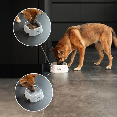 lionto gamelle anti-éclaboussures pour chien, antidérapante et 2-en-1