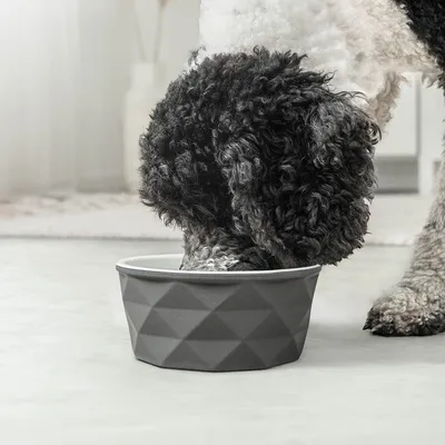 lionto gamelle en céramique pour chien, stable, élégante et facile à vivre