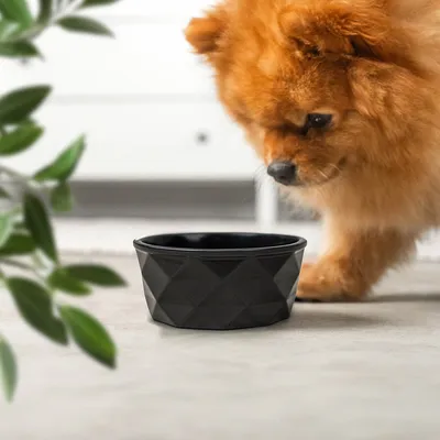 lionto gamelle en céramique pour chien, stable, élégante et facile à vivre