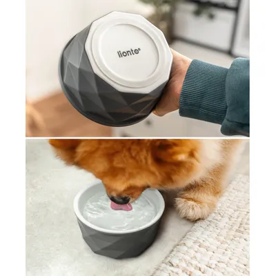 lionto gamelle en céramique pour chien, stable, élégante et facile à vivre