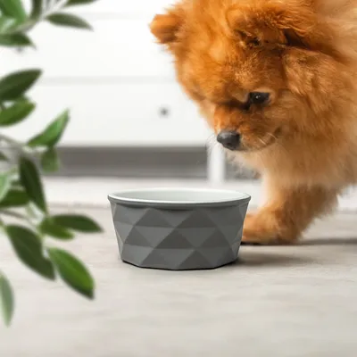 lionto gamelle en céramique pour chien, stable, élégante et facile à vivre