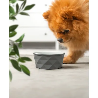 lionto gamelle en céramique pour chien, stable, élégante et facile à vivre
