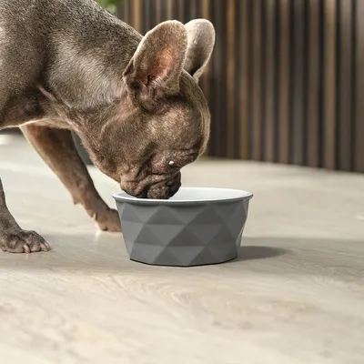 lionto gamelle en céramique pour chien, stable, élégante et facile à vivre