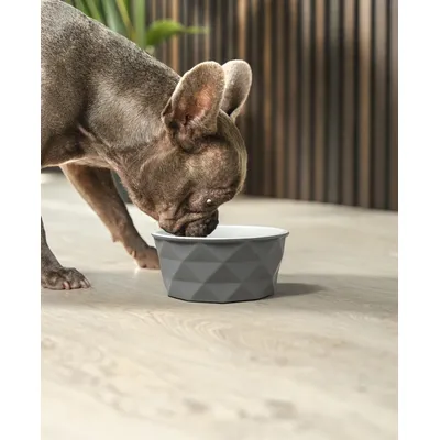 lionto gamelle en céramique pour chien, stable, élégante et facile à vivre