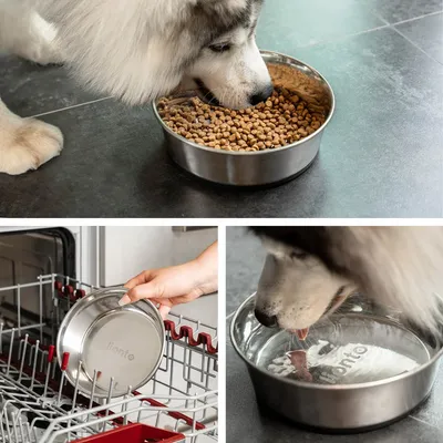 lionto gamelle en inox pour chien, stable, hygiénique et pratique