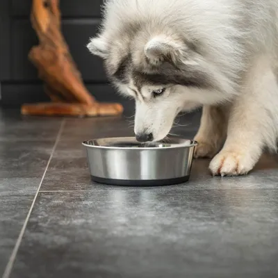 lionto gamelle en inox pour chien, stable, hygiénique et pratique