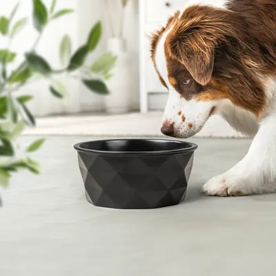 lionto gamelle en céramique pour chien, stable, élégante et facile à vivre