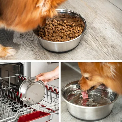 lionto gamelle en inox pour chien, stable, hygiénique et pratique