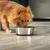 lionto gamelle en inox pour chien, stable, hygiénique et pratique