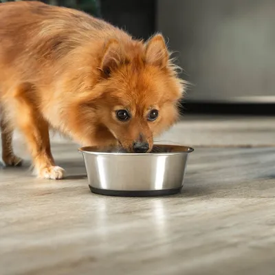 lionto gamelle en inox pour chien, stable, hygiénique et pratique