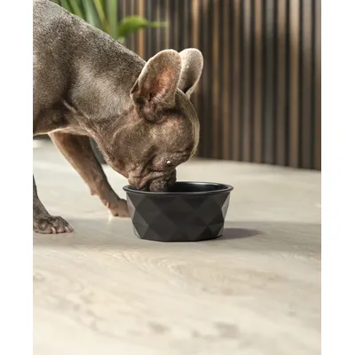 lionto gamelle en céramique pour chien, stable, élégante et facile à vivre