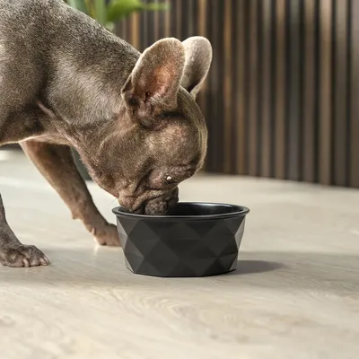 lionto gamelle en céramique pour chien, stable, élégante et facile à vivre