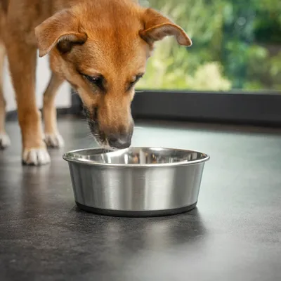 lionto gamelle en inox pour chien, stable, hygiénique et pratique