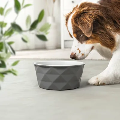 lionto gamelle en céramique pour chien, stable, élégante et facile à vivre