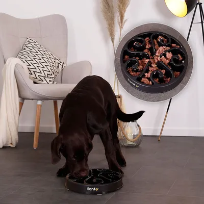 lionto Anti-Schling-Napf für Hunde, rutschfest und lebensmittelecht