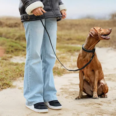 lionto laisse antidérapante avec poignée, nylon réfléchissant solide