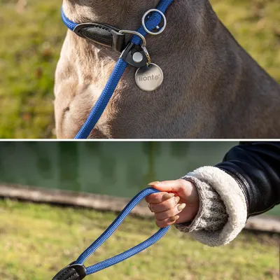lionto laisse de dressage avec collier intégré et butée, en nylon