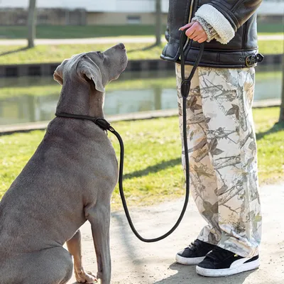 lionto laisse de dressage avec collier intégré et butée, en nylon