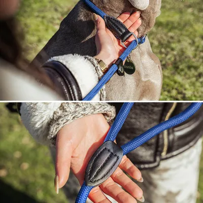 lionto laisse de dressage avec collier intégré et butée, en nylon