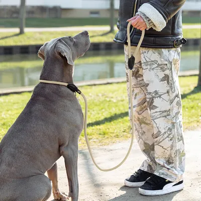 lionto Trainingsleine mit integriertem Halsband und Stopper