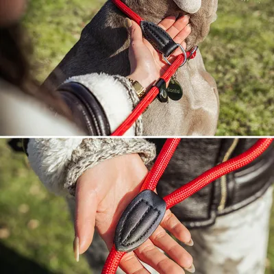 lionto laisse de dressage avec collier intégré et butée, en nylon