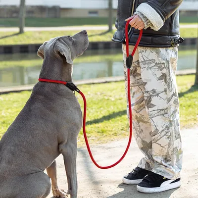 lionto laisse de dressage avec collier intégré et butée, en nylon