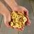 Lyra Pet® bananes