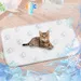 IntiMeg Tapis rafraîchissant pour chat