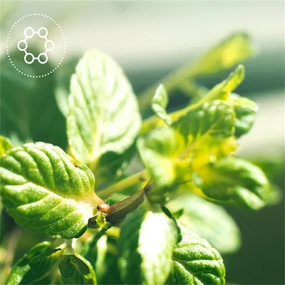 IntiMeg Coussin pour chat avec herbe à chat