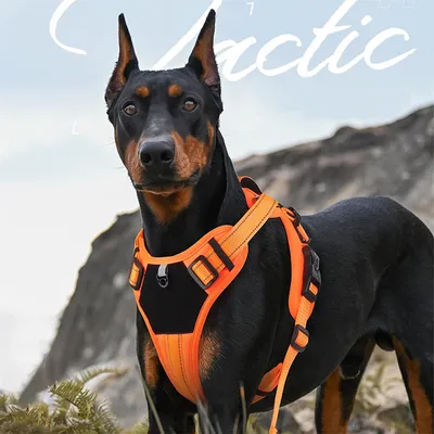 IntiMeg Harnais Power Dog