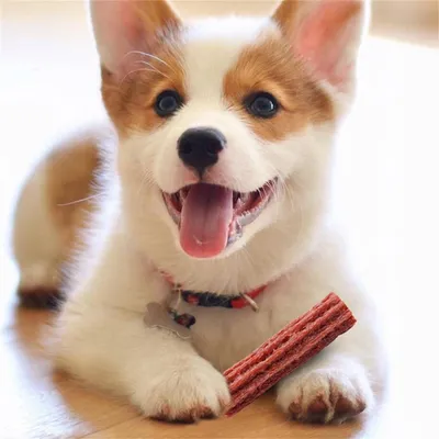 IntiMeg bâtonnet à mâcher comestible pour chiens