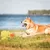 IntiMeg Jouet canard en peluche pour chien